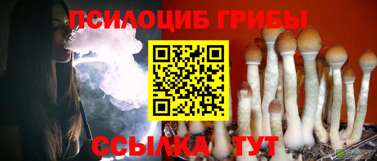 Вольск  Псилоцибиновые грибы Psilocybe  Вход с VPN 